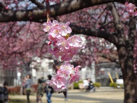 Photo, park, kawazu cherry tree, petal, 