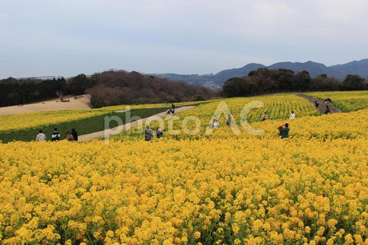 淡路島　菜の花1 なのはな,春,4月の写真素材