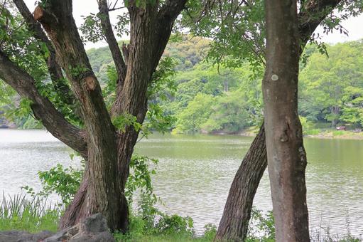 木の向こうに池が広がる風景の写真