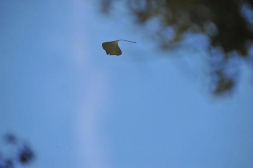 銀杏の葉 青空,銀杏,葉の写真素材