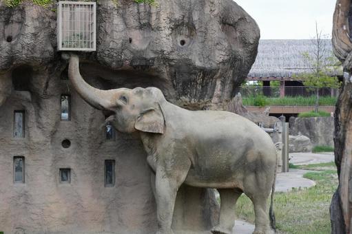 Photo, asian elephant, like, elephants, 