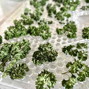 ドライパセリ ドライパセリの写真