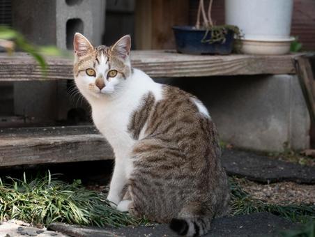 猫 猫 猫,動物,生き物の写真素材