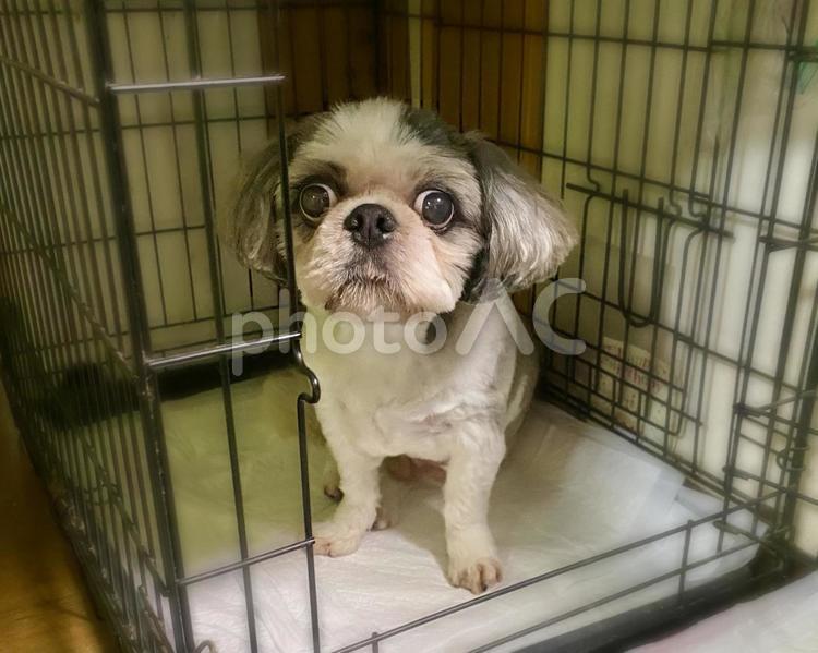 犬トイレに入るシーズーわんこさん 犬,シーズー,トイレの写真素材