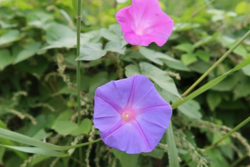 ヒルガオとアサガオの写真