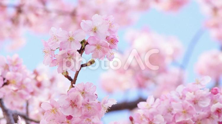 早咲き桜-565 桜,さくら,河津桜の写真素材