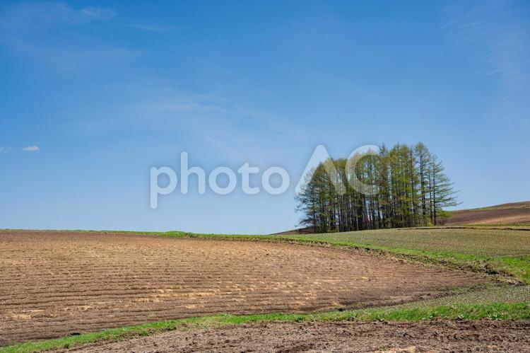 嬬恋村の春のキャベツ畑の風景 嬬恋,つまごいパノラマライン,キャベツロードの写真素材