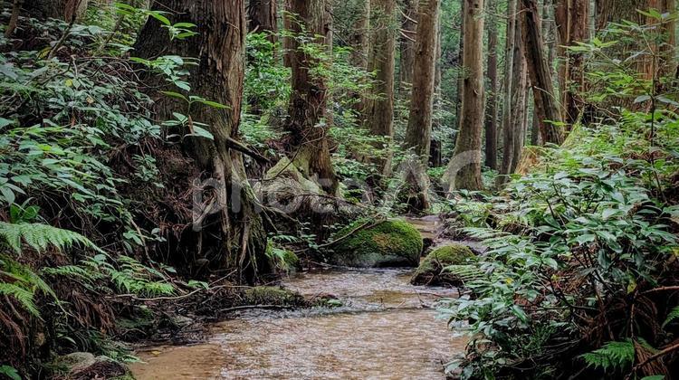深緑の森、光差す渓流 森,小川,緑の写真素材