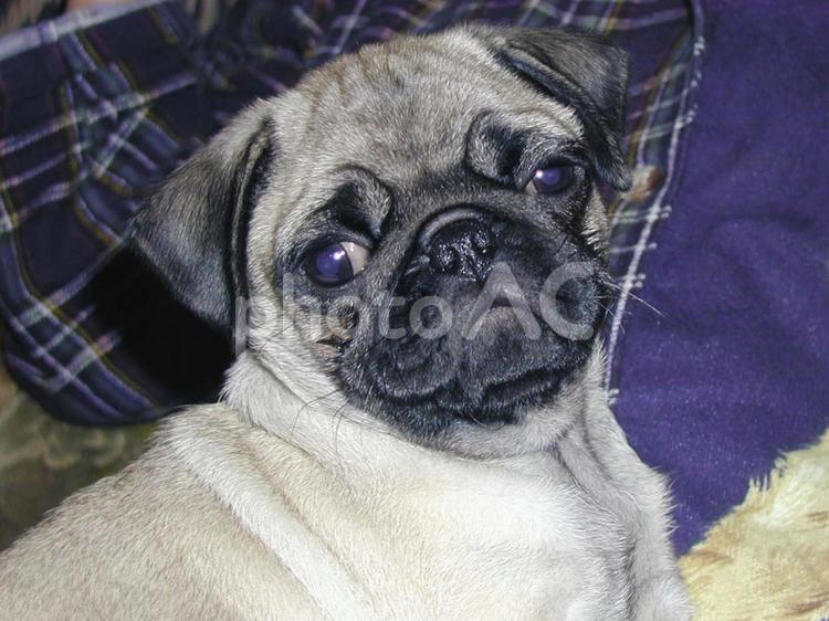 パグの赤ちゃんのあどけない表情 パグ,犬,ペットの写真素材
