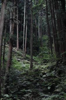 森 森の写真