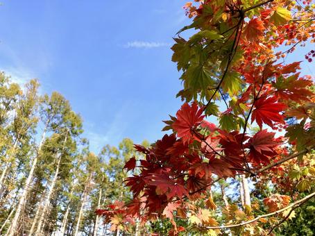 青空と紅葉 01 紅葉,もみじ,青空の写真素材