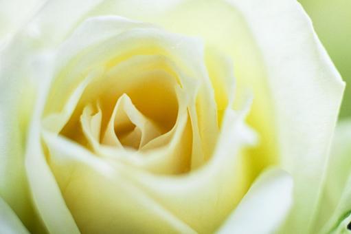 Rose flower close-up 11, JPG