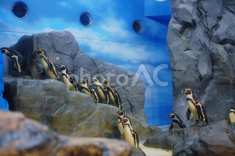 水族館のペンギン ペンギン,水族館,水槽の写真素材