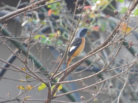 近所の庭の木に止まったジョウビタキの♂ 鳥,野鳥,バードウォッチングの写真素材