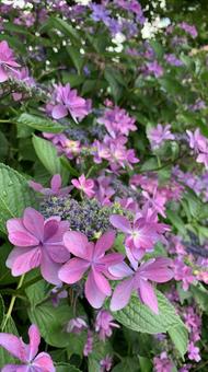 紫陽花 紫陽花の写真