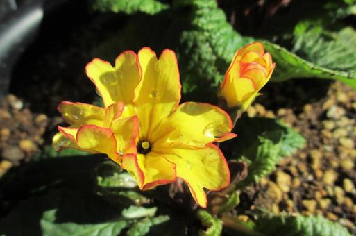 Primula, JPG Primula, JPG