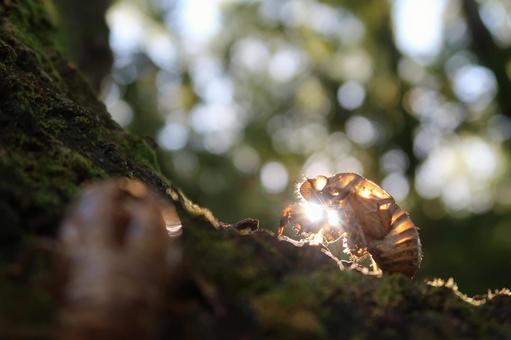 Utsusemi Cicada Shell Late Summer, JPG