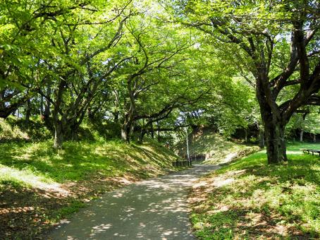 夏の印旛沼公園・木漏れ日の散歩道・印西市 夏の印旛沼公園・木漏れ日の散歩道・印西市 夏,印旛沼公園,緑の写真素材