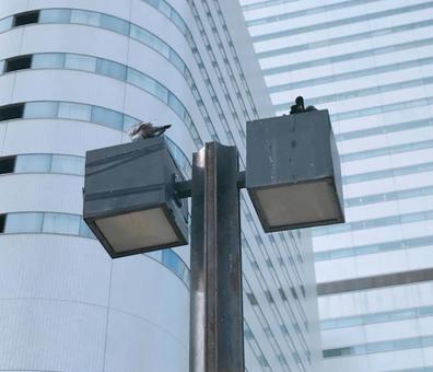 街灯 街灯,電灯,街路灯の写真素材