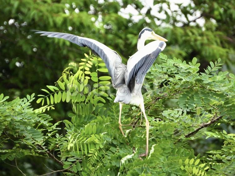木の上に降り立つアオサギ 鳥,野鳥,アオサギの写真素材