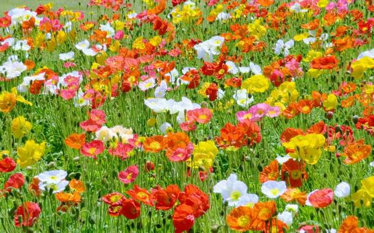 華やかなポピーのお花畑 華やかなポピーのお花畑 ポピー,花,ケシ科の写真素材