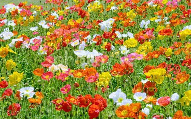 華やかなポピーのお花畑 ポピー,花,ケシ科の写真素材