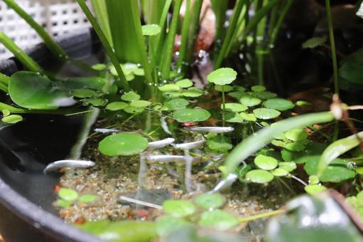 ミユキメダカがいる睡蓮鉢 ミユキメダカがいる睡蓮鉢の写真