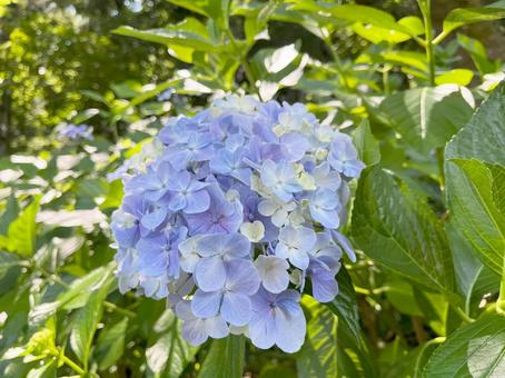 Photo, hydrangea, flower, rainy season, 