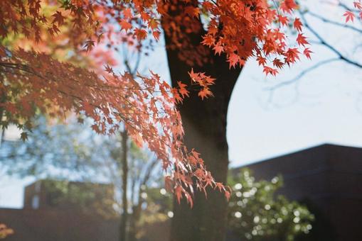 紅葉 紅葉の写真
