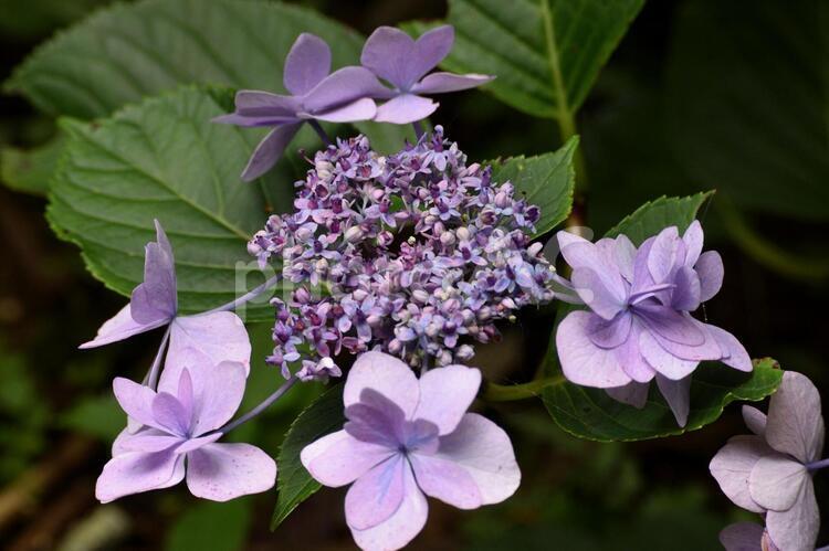 薄紫の、アジサイの蕾 6月,あじさい,アジサイの写真素材