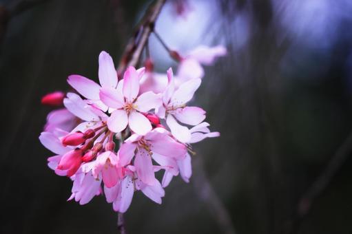 春の訪れを告げる美しい桜の花 春の訪れを告げる美しい桜の花の写真