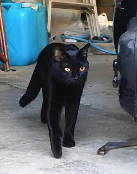 烏猫 黒猫,動物,風景の写真素材