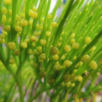 マツバラン（松葉蘭）の写真