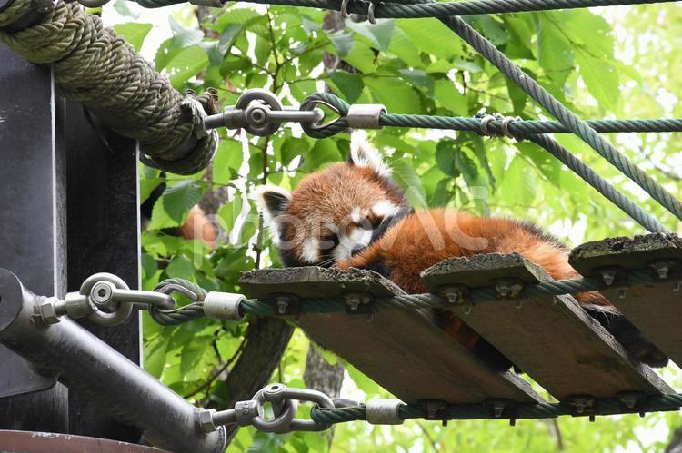ハシゴで休憩 レッサーパンダ,休憩,休むの写真素材