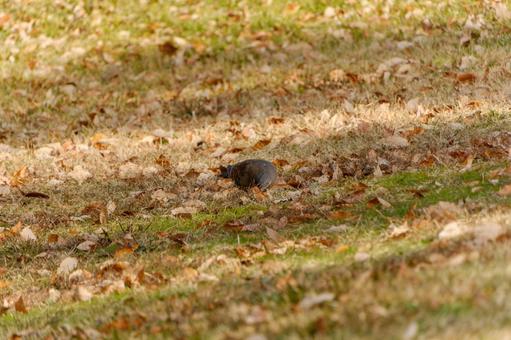 A turtle dove hiding in the fallen leaves, JPG