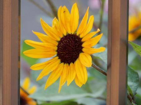 【花の写真】ヒマワリ（向日葵） ヒマワリ,向日葵,花の写真素材