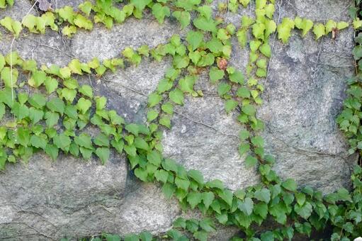 ツタの葉が絡まる石垣の壁 ツタ,蔦,葉の写真素材