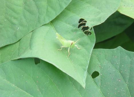 バッタの赤ちゃん バッタ,バッタの赤ちゃん,虫の写真素材