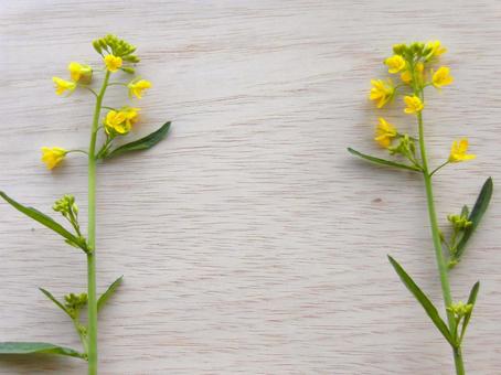 菜の花と木目調⑧ 菜の花と木目調⑧ 菜の花,ボタニカル,背景の写真素材