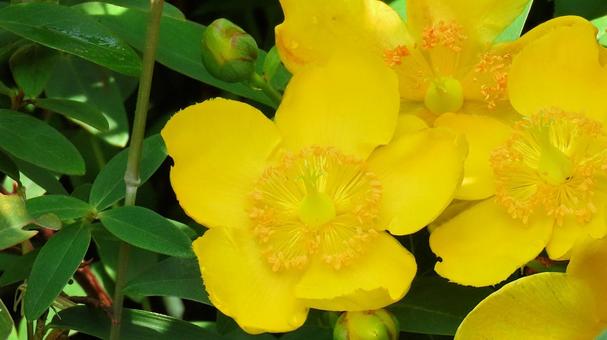 Bright yellow goldenrod flowers during the rainy season, JPG Bright yellow goldenrod flowers during the rainy season, JPG