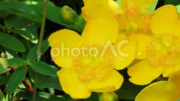 梅雨時の鮮やかな黄色のキンシバイの花 キンシバイ,花,梅雨の写真素材