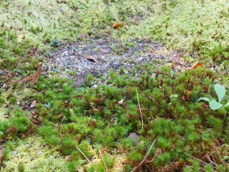 Photo, moss, natural, green, 