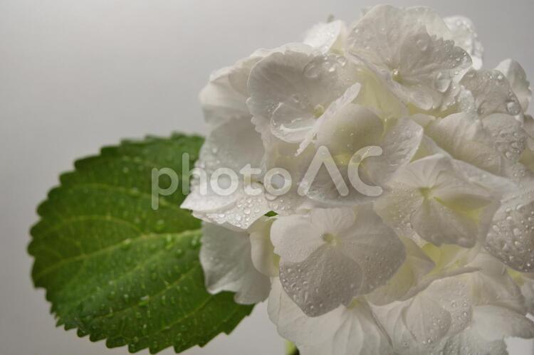 白いアジサイ　雨上がりのイメージ アジサイ,紫陽花,あじさいの写真素材