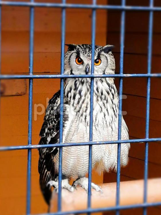カメラ目線のミミズク ミミズク,ワシミミズク,動物の写真素材