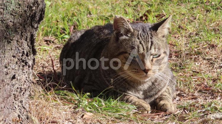 厳しい目線の猫 猫,キジトラ,目線の写真素材