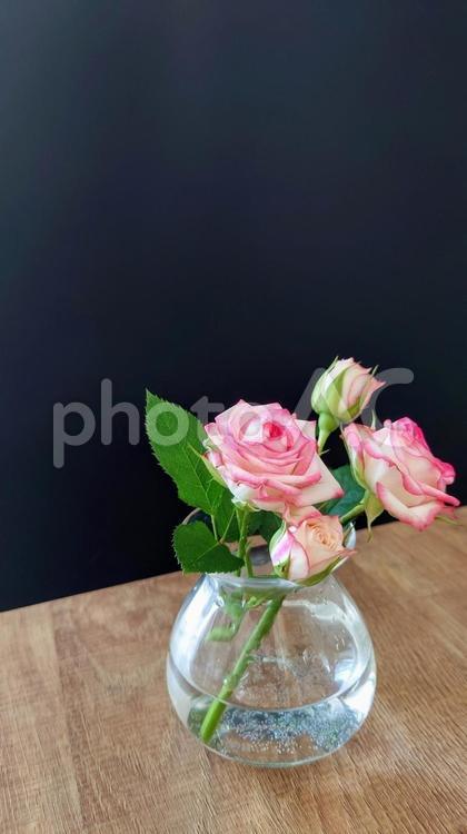小さなガラスの花瓶に挿したスプレーバラ① 花,インテリア,黒背景の写真素材
