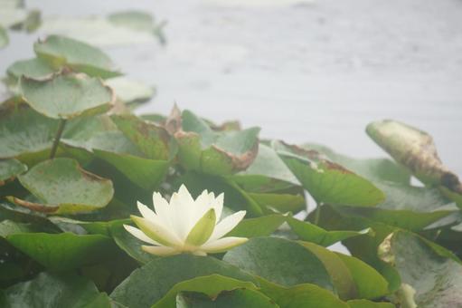 Water Lily, JPG Water Lily, JPG