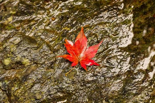 Bright red maple leaves fallen on river rocks, JPG