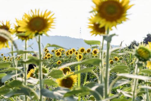Photo, sunflower, summer, flower, 
