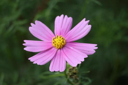 ピンク色の花びらのコスモスの花のアップの写真